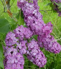 Šeřík obecný 'President Roosevelt' (Syringa vulgaris)