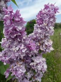 Šeřík obecný 'Prince Wolkonsky' (Syringa vulgaris)