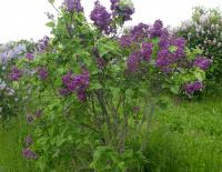 Šeřík obecný 'Princesse Clementine' (Syringa vulgaris)