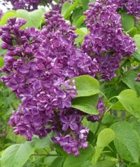 Šeřík obecný 'Princesse Clementine' (Syringa vulgaris)