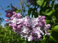 Šeřík obecný 'Rustica' (Syringa vulgaris)