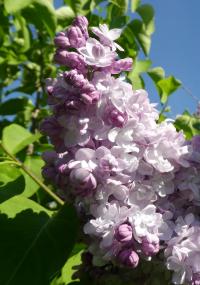 Šeřík obecný 'Rustica' (Syringa vulgaris)