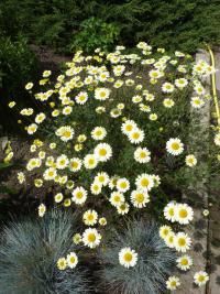 Rmen barvířský 'ECBuxton' (Anthemis tinctoria)