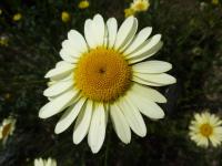 Rmen barvířský 'ECBuxton' (Anthemis tinctoria)
