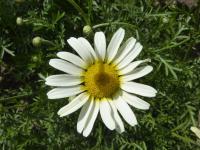 Rmen barvířský 'Lemon Ice' (Anthemis tinctoria)