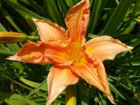 Denivka 'Peach CZ' (Hemerocallis)