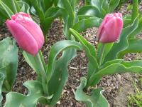 Tulipán 'Don Quichotte' - Triumph tulipány (Tulipa)