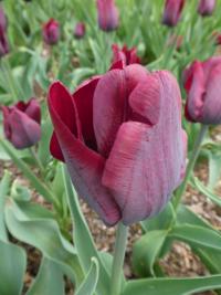 Tulipán 'Ronaldo' - Triumph tulipány (Tulipa)