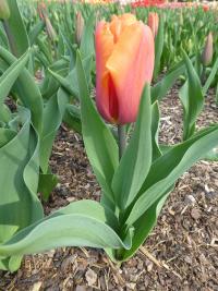 Tulipán 'Orange Babies' - Triumph tulipány (Tulipa)