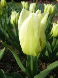 Tulipán 'Kiwanis' - Triumph tulipány (Tulipa)