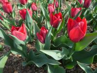 Tulipán 'Pallada' - Triumph tulipány (Tulipa)
