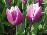Tulipán 'Salvation Army' - Triumph tulipány (Tulipa)