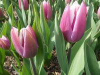 Tulipán 'Salvation Army' - Triumph tulipány (Tulipa)