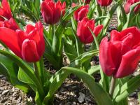 Tulipán 'Dominiek' - Triumph tulipány (Tulipa)