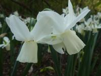 Narcis 'Ice Wings' - Triandrus narcisy (Narcissus)