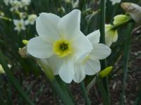 Narcis 'Lieke' - Jonquilla narcisy (Narcissus)