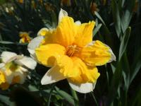 Narcis 'Orangery' - Collar narcisy (Narcissus)