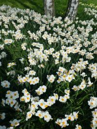 Narcis 'Geranium' - Tazetta narcisy (Narcissus)