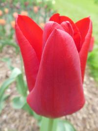 Tulipán 'Couleur Cardinal' - Triumph tulipány (Tulipa)