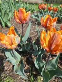 Tulipán 'Princess Irene Parrot' - Papouškovité tulipány (Tulipa)