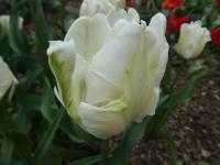 Tulipán 'White Parrot' - Papouškovité tulipány (Tulipa)