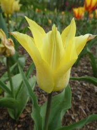 Tulipán 'Florijn Chic' - Liliokvěté tulipány (Tulipa)