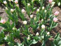 Tulipán 'Huis Ten Bosch' - Třepenité tulipány (Tulipa)