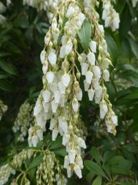 Pieris květnatá (Pieris floribunda)