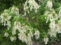 Pieris květnatá (Pieris floribunda)