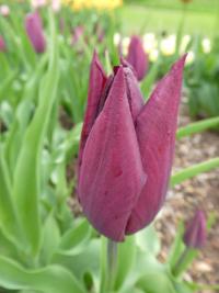 Tulipán 'Jan Reus' - Triumph tulipány (Tulipa)