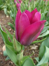 Tulipán 'Purple Bouquet' - Triumph tulipány (Tulipa)