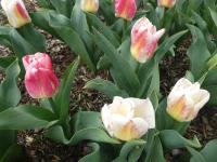 Tulipán 'Calgary Sensation' - Triumph tulipány (Tulipa)