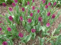 Tulipán 'Blue Heron' - Třepenité tulipány (Tulipa)
