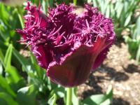 Tulipán 'Blue Heron' - Třepenité tulipány (Tulipa)