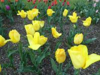 Tulipán 'Yellow Flight' - Triumph tulipány (Tulipa)