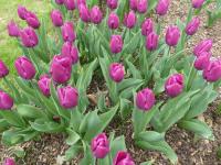 Tulipán 'Purple Prince' - Jednoduché rané tulipány (Tulipa)