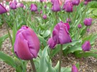 Tulipán 'Negrita' - Triumph tulipány (Tulipa)