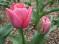 Tulipán 'Carola' - Triumph tulipány (Tulipa)