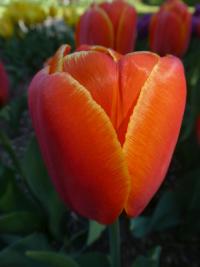 Tulipán 'Abra' - Triumph tulipány (Tulipa)