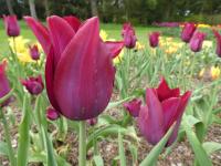 Tulipán 'Merlot' - Liliokvěté tulipány (Tulipa)