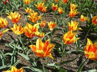 Tulipán 'Moonblush' - Liliokvěté tulipány (Tulipa)