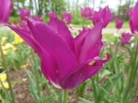 Tulipán 'Burgundy' - Liliokvěté tulipány (Tulipa)