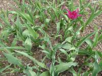 Tulipán 'Purple Doll' - Liliokvěté tulipány (Tulipa)