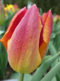 Tulipán 'Amber Glow' - Triumph tulipány (Tulipa)