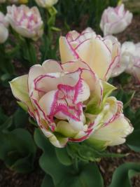 Tulipán 'Belicia' - Plnokvěté rané tulipány (Tulipa)