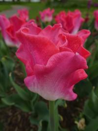 Tulipán 'Crown of Dynasty'- Triumph tulipány (Tulipa)