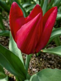 Tulipán 'Kingsblood' - Jednoduché pozdní tulipány (Tulipa)
