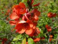 Kdoulovec ozdobný 'Topy Red' - větévka s květy (Chaenomeles speciosa)