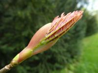 Javor klen 'Prince Camille de Rohan' - rašení (Acer pseudoplatanus)