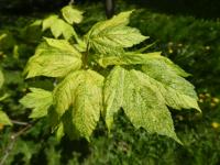 Javor klen 'Aureo-variegatum' - větévka s listy (Acer pseudoplatanus)